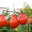 Red Pear Tomato Heirloom Flavorful 100 Seeds Fresh Garden
