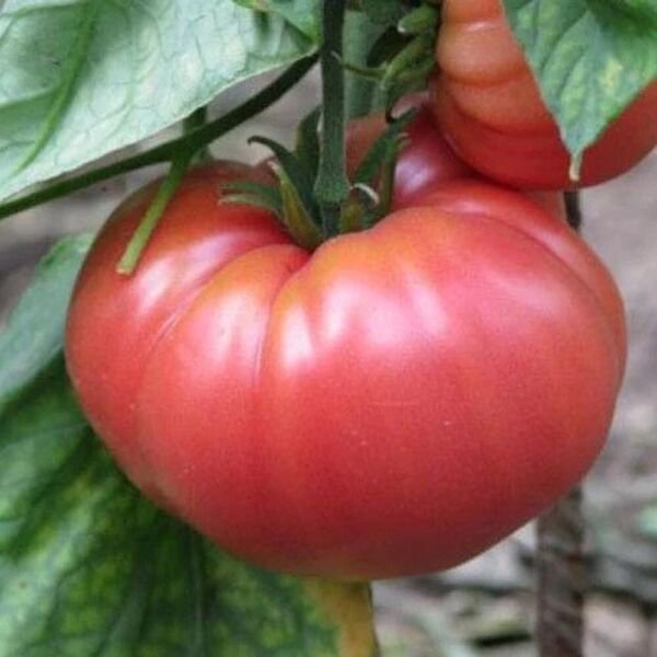 German Johnson Tomato Heirloom 100 Seeds Fresh Garden