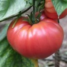 German Johnson Tomato Heirloom 100 Seeds Fresh Garden