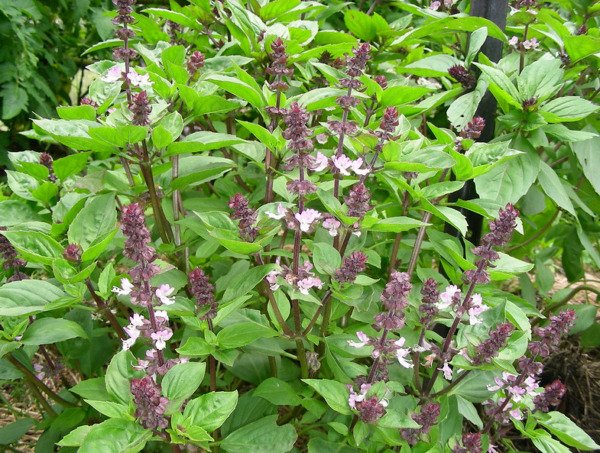 Anise Persian Basil Ocimum Basilicum Herb Black Licorice Flavor 600 Seeds Fresh Garden