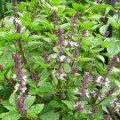 Anise Persian Basil Ocimum Basilicum Herb Black Licorice Flavor 600 Seeds Fresh Garden