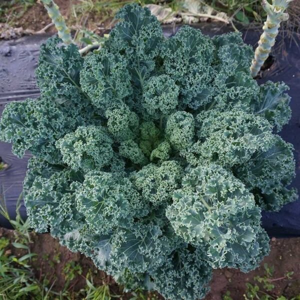 Dwarf Blue Curled Scotch Kale Heirloom 1500 Seeds Fresh Garden