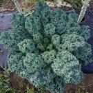 Dwarf Blue Curled Scotch Kale Heirloom 1500 Seeds Fresh Garden