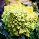 Romanesco Broccoli Heirloom 1000 Seeds Fresh Garden