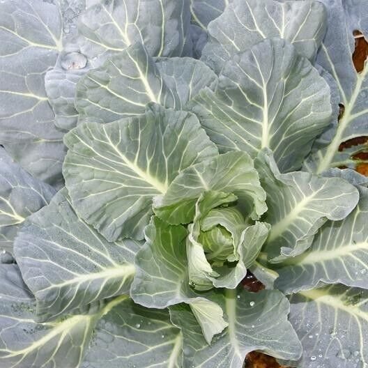 Morris Collard Heirloom 2000 Seeds Fresh Garden