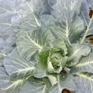 Morris Collard Heirloom 2000 Seeds Fresh Garden