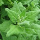 New Zealand Spinach 100 Seeds Fresh Garden