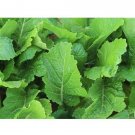 Florida Broadleaf Mustard Heirloom 4000 Seeds Fresh Garden