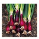 Red Welsh Bunching Onion 100 Seeds Fresh Garden