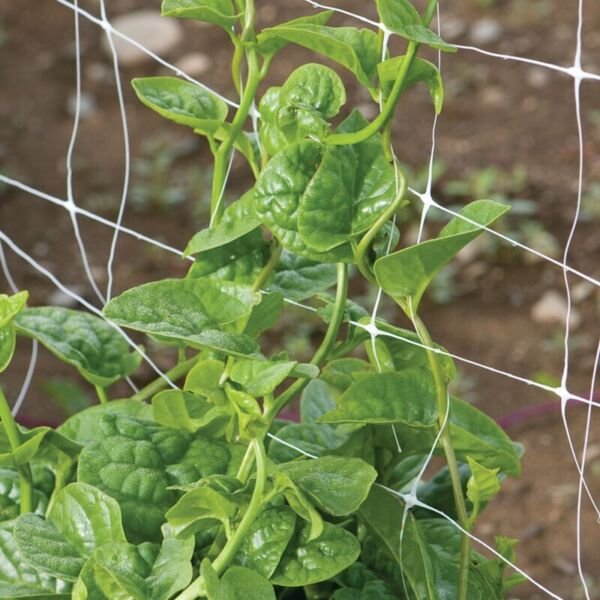 Green Malabar Spinach Specialty Green Basella Ruba 100 Seeds Fresh Garden