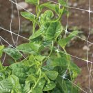 Green Malabar Spinach Specialty Green Basella Ruba 100 Seeds Fresh Garden