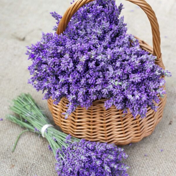 True Lavender Lavandula Angustifolia 700 Seeds Fresh Garden