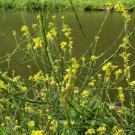 Black Mustard Heirloom 1000 Seeds Fresh Garden
