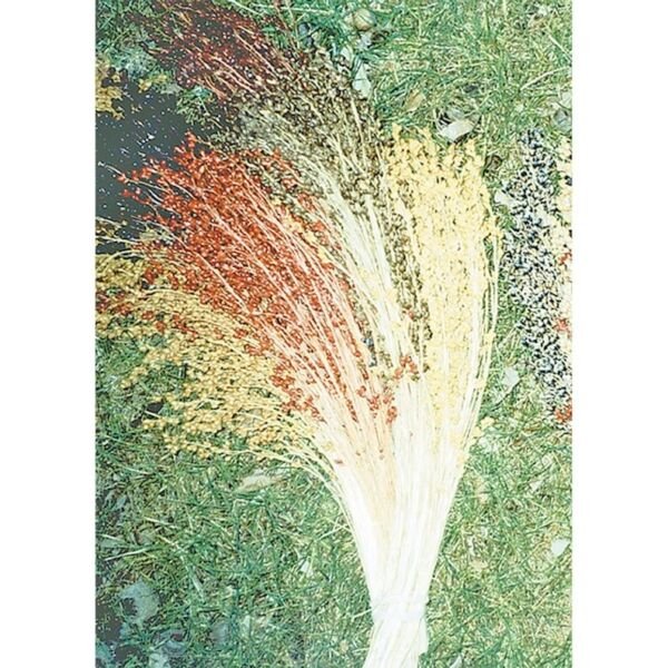 Multicolor Broom Corn Heirloom 100 Seeds Fresh Garden