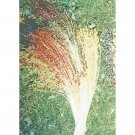 Multicolor Broom Corn Heirloom 100 Seeds Fresh Garden