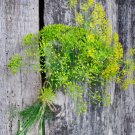 Dill Long Island Mammoth Heirloom 4000 Seeds Fresh Garden