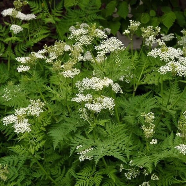 Anise 2000 Seeds Fresh Garden