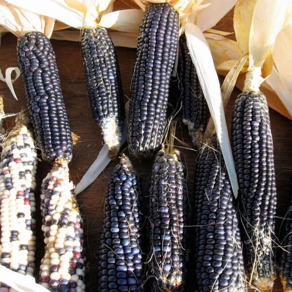 Hopi Blue Corn Heirloom 60 Seeds Fresh Garden