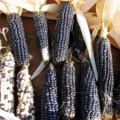 Hopi Blue Corn Heirloom 60 Seeds Fresh Garden