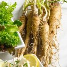 Salsify Mammoth Sandwich Island Heirloom 300 Seeds Fresh Garden