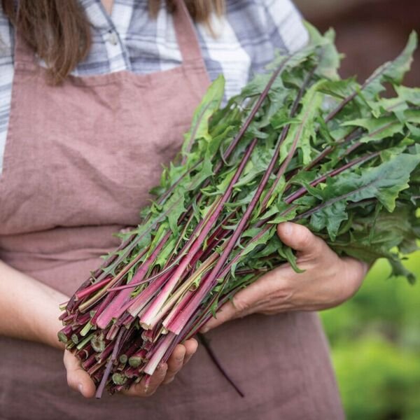 Red Stem Endive Italian Dandelion (Chicory) Seed Heirloom 1000 Seeds Fresh Garden