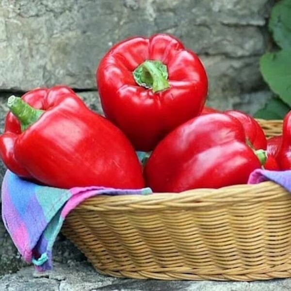 Big Red Sweet Bell Pepper Heirloom 100 Seeds Fresh Garden