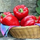 Big Red Sweet Bell Pepper Heirloom 100 Seeds Fresh Garden