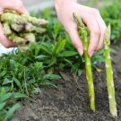 Asparagus Mary Washingtonnon Gmo Heirloom 200 Seeds Fresh Garden
