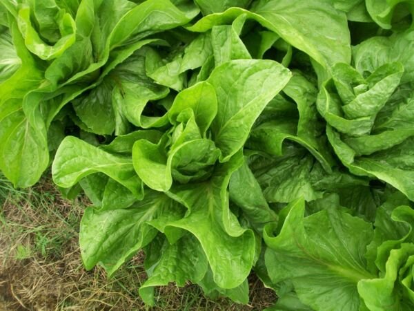 Sugar Loaf Endive Heirloom 1500 Seeds Fresh Garden