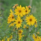 Maximilian Sunflower 1000 Seeds Fresh Garden