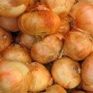 Vidalia Yellow Extra Sweet Hybrid F1 500 Seeds Fresh Garden