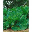 Kale Portuguese Couve Tronchuda Heirloom 2000 Seeds Fresh Garden