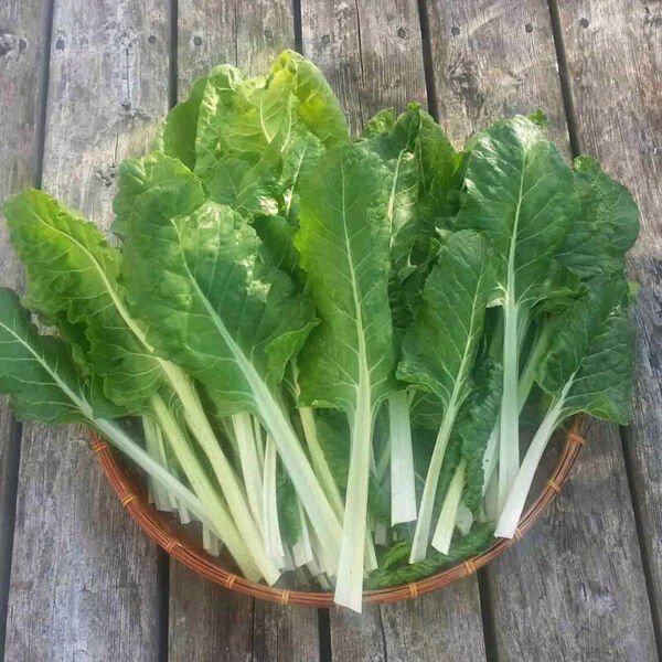 Swiss Chard Fordhook Giant / Heirloom 500 Seeds Fresh Garden