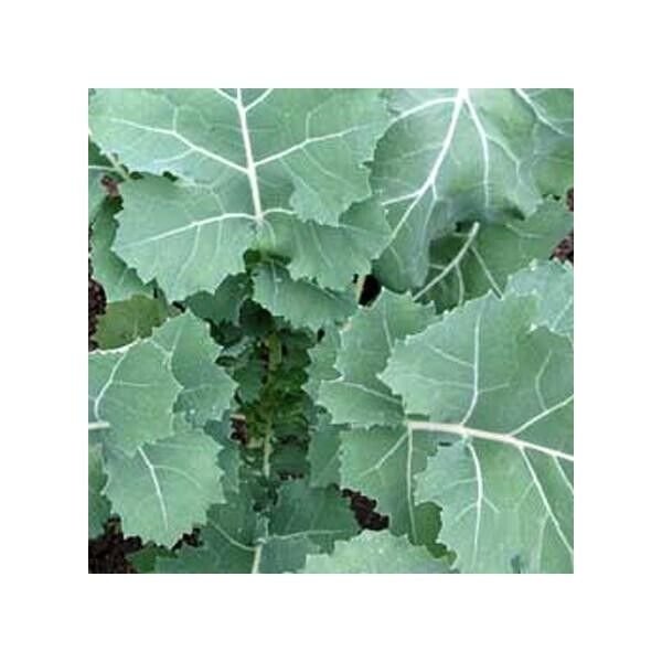 Premier Kale Early Hanover Heirloom 2000 Seeds Fresh Garden