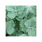 Premier Kale Early Hanover Heirloom 1000 Seeds Fresh Garden
