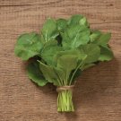Ethiopian Kale Brassica Carinata Heirloom 2000 Seeds Fresh Garden