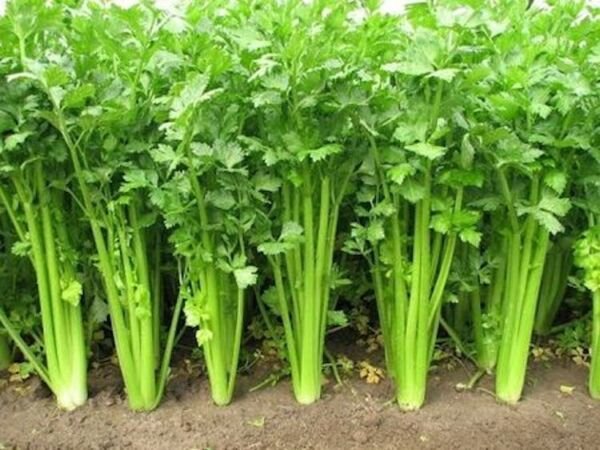 Chinese Celery Heirloom 2000 Seeds Fresh Garden