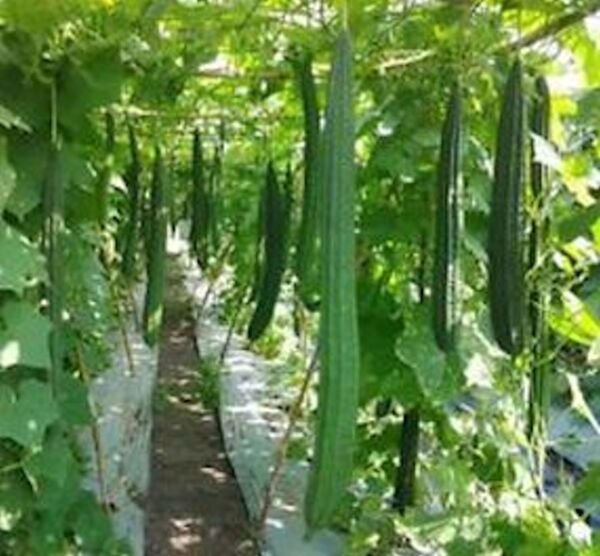 Ridged Gourds/Angled Luffa/Chinese Okra/Sponge Gourds/Luffa Acutangula 22 Seeds Fresh Garden