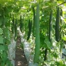 Ridged Gourds/Angled Luffa/Chinese Okra/Sponge Gourds/Luffa Acutangula 22 Seeds Fresh Garden