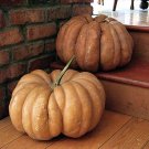 Fairytale Pumpkin Heirloom Annual 15 Seeds Fresh Garden