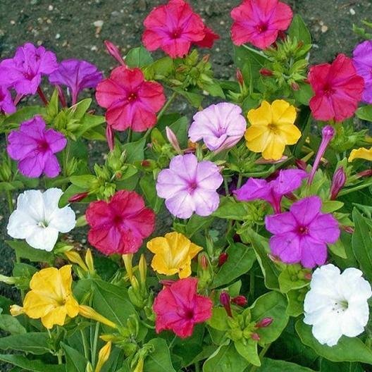 Four O'Clock Flower Mixed Colors 50 Seeds Fresh Garden