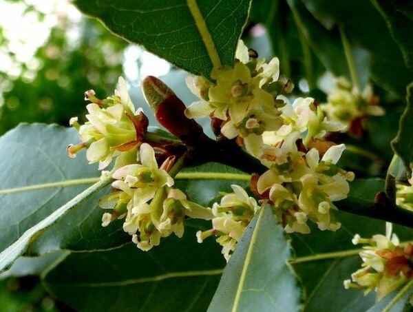 Laurus Nobilis Bay Leaf Laurel Rare Tropical Plant Tree 5 Seeds Fresh Garden