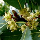 Laurus Nobilis Bay Leaf Laurel Rare Tropical Plant Tree 5 Seeds Fresh Garden