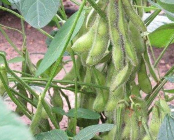 Soybean Midori Giant (Eda Mame) Variety Gourmt 22 Seeds Fresh Garden