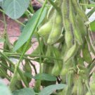 Soybean Midori Giant (Eda Mame) Variety Gourmt 22 Seeds Fresh Garden