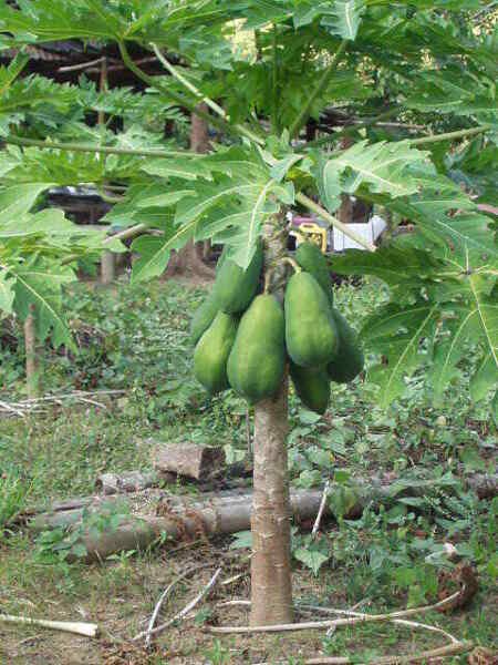 Original Solo Sunrise Papaya Bear Fruits Low To The Ground In 9 Months 50 Seeds Fresh Garden