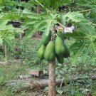 Original Solo Sunrise Papaya Bear Fruits Low To The Ground In 9 Months 50 Seeds Fresh Garden