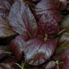 Gourmet Purple Hybrid Pak Choi Bok Choi Brassica Rapa Chinensis 300 Seeds Fresh Garden