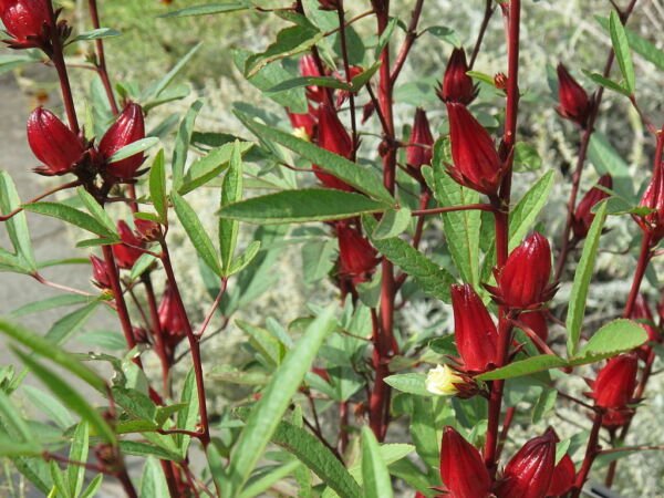 Roselle Asian Sour Leaf Hibiscus Sabdariffa 50 Seeds Fresh Garden