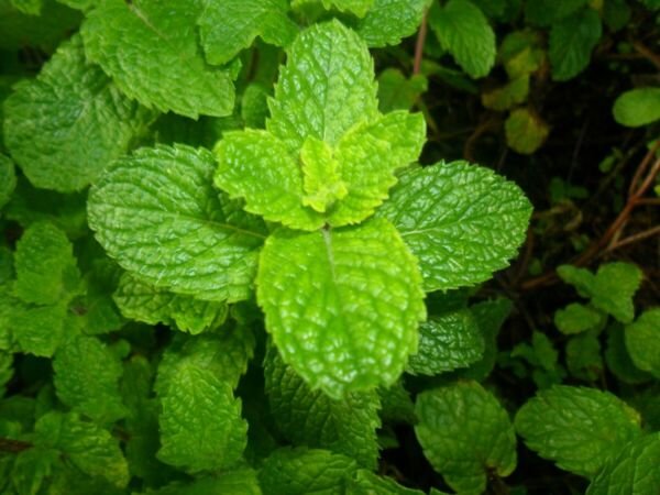 Spearmint Mentha Spicata Mint Tea 2500 Seeds Fresh Garden